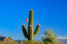 A Native Desert Bird Sits Atop A Saguaro Cactus As Colorful Hot Air Balloons Glide Majestically Overhead In Arizona's Sonoran Desert.
