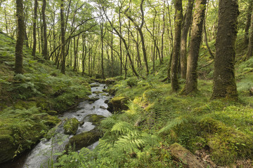 Fototapeta valley stream shot in dartmoor national park, devon, england, uk
