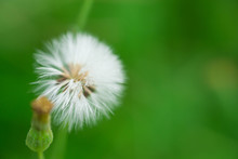 Beautiful White Grass Puffball Flower With Green Background
