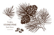 Vintage Stone pine illustration. Hand drawn Cedar sketch on white background. Vector conifer tree.
