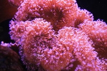 Sea Fan Coral