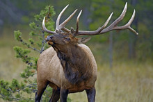 Big Elk Bull With Massive Antlers  In Mating Season, Calling Female Deer.