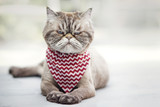 Fototapeta Koty - Angry looking cat