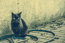Black Cat, Vintage Photo