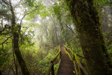 Fototapeta Krajobraz - Scenic pathway of Ang Ka nature trail Doi Inthanon National Park Chiangmai ,Thailand.