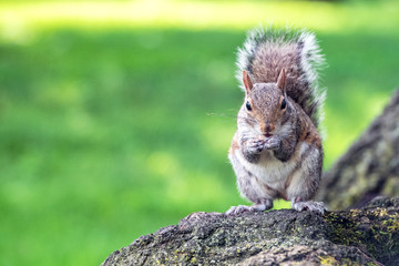 grey squirrel on the green portrait look at you