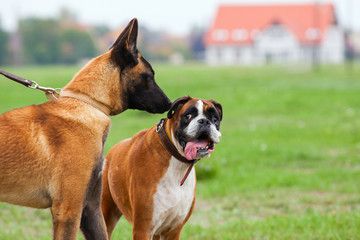 Wall Mural - Belgian Malinois an Boxer Dog in love