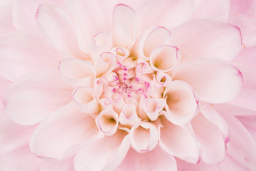 Wall Mural - Full frame close up of a pink blooming chrysanthemum flower