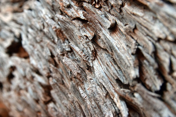 Close Up Bark Diagonal