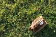 Baseball glove and ball on grass