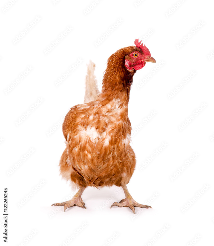 Braunes Huhn, Braune Kuh – Tragbarer Designartikel