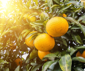 Orange tree