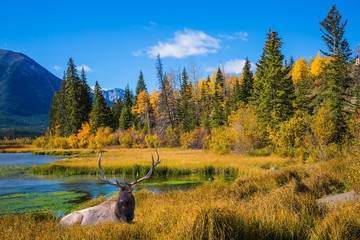 Canvas Print - Big deer with branched antlers resting