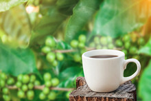 White Cup Of Coffee Or Tea On Wooden Plate Over Blurred Plantation Of Coffee Tree With Sun Lighting.