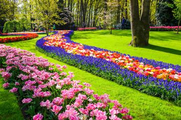 Blooming flowers in Keukenhof park in Netherlands, Europe.