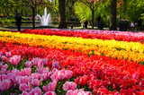 Fototapeta Tulipany - Blooming flowers in Keukenhof park in Netherlands, Europe.
