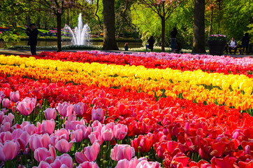 Wall Mural - Blooming flowers in Keukenhof park in Netherlands, Europe.