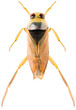 The Common Backswimmer Notonecta glauca or greater water boatman isolated on white background, dorsal view of insect.