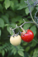 Two Different Tomatoes Growing On A Plant, Spain