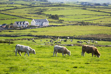 Three Cows Grazing In Grassy Field With A Heard Of Cattle In The Background And Grassy Hilly Fields, County Clare, Ireland