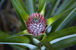 © Designpics - Close up view of pineapple bud as seen in a home garden, near Hilo, Island of Hawaii, Hawaii, United States of America