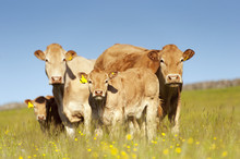 Suckler Beef Cattle In Pasture