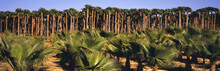 Young, Small California Fan Palms In The Foreground With Mature Tall Ones Beyond On A Tree Farm In The Coachella Valley, Oasis, California, United States Of America