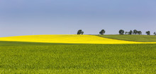 A Flowering Canola Field Framed By Green Fields With Trees And Blue Sky, Acme, Alberta, Canada