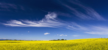 Flowering Canola Field With Wispy Clouds And Blue Sky, Alberta, Canada