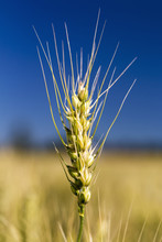 Close Up Of A Ripening Wheat Head In A Field With Blue Sky, Acme, Alberta, Canada