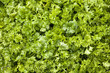 © Designpics - Close up of green parsley,Calgary alberta canada
