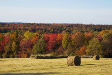 Round Hay Bales In A Field And Autumn Coloured Forest, West Bolton, Quebec, Canada