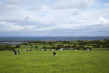 Cows Grazing On A Field, Near Ballyvaghan,County Clare, Ireland