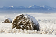 Snow Covered Hay Bale In A Snow Covered Stubble Field With Mountains In The Background,Alberta Canada