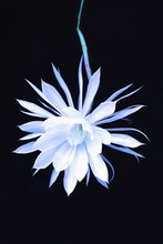 The Queen Of The Night Blooming Cereus Cactus;Anchorage, Alaska, United States Of America
