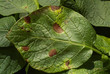 © Designpics - Agriculture - Potato early blight leaf symptoms on a potato leaf caused by Alternaria solani / Alberta, Canada.