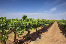 Agriculture - Looking Down Between Rows Of An Autumn Royal Table Grape Vineyard In Early Summer With Immature Grapes On The Vines / Tulare County, California, USA.