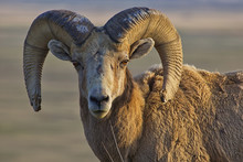 Portrait Of Bighorn Ram