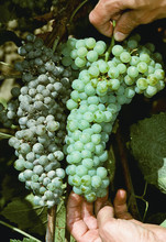 Agriculture - Grape Powdery Mildew (Uncinula Necator), Comparison Of Infected Wine Grapes (left) And Healthy Grapes (right).