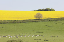 Sheep And Fields Of Yellow Rapeseed In The Typical English Countryside Of Rolling Hills Around The Village Of Kingston Deverill, West Wiltshire, England