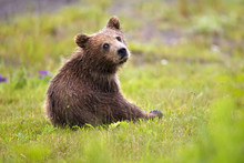 Brown Bear  Cub In Grass
