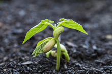 Close Up Of Bean Seedlings Emerging From The Soil And Showing Their First Set Of Leaves, Toronto, Ontario, Canada