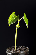 Close Up Of A Single Bean Seedling In Glass Jar On Black Background, Calgary, Alberta, Canada