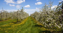 Apple Orchard In Bloom, Farnham, Quebec, Canada