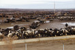 Black and white cows crowded in a muddy feedlot