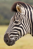 Fototapeta Konie - Burchell's Zebra Portrait
