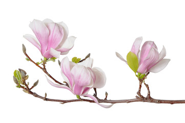 Sticker - pink magnolia flowers