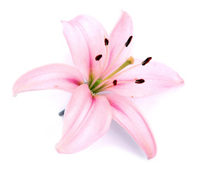 Wall Mural - pink lily flower