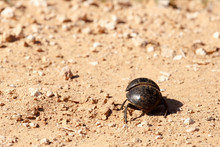 Scarabaeus Sacer - Dung Beetle
