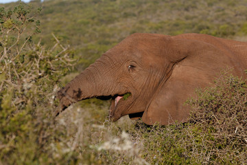 Happy African Bush Elephant